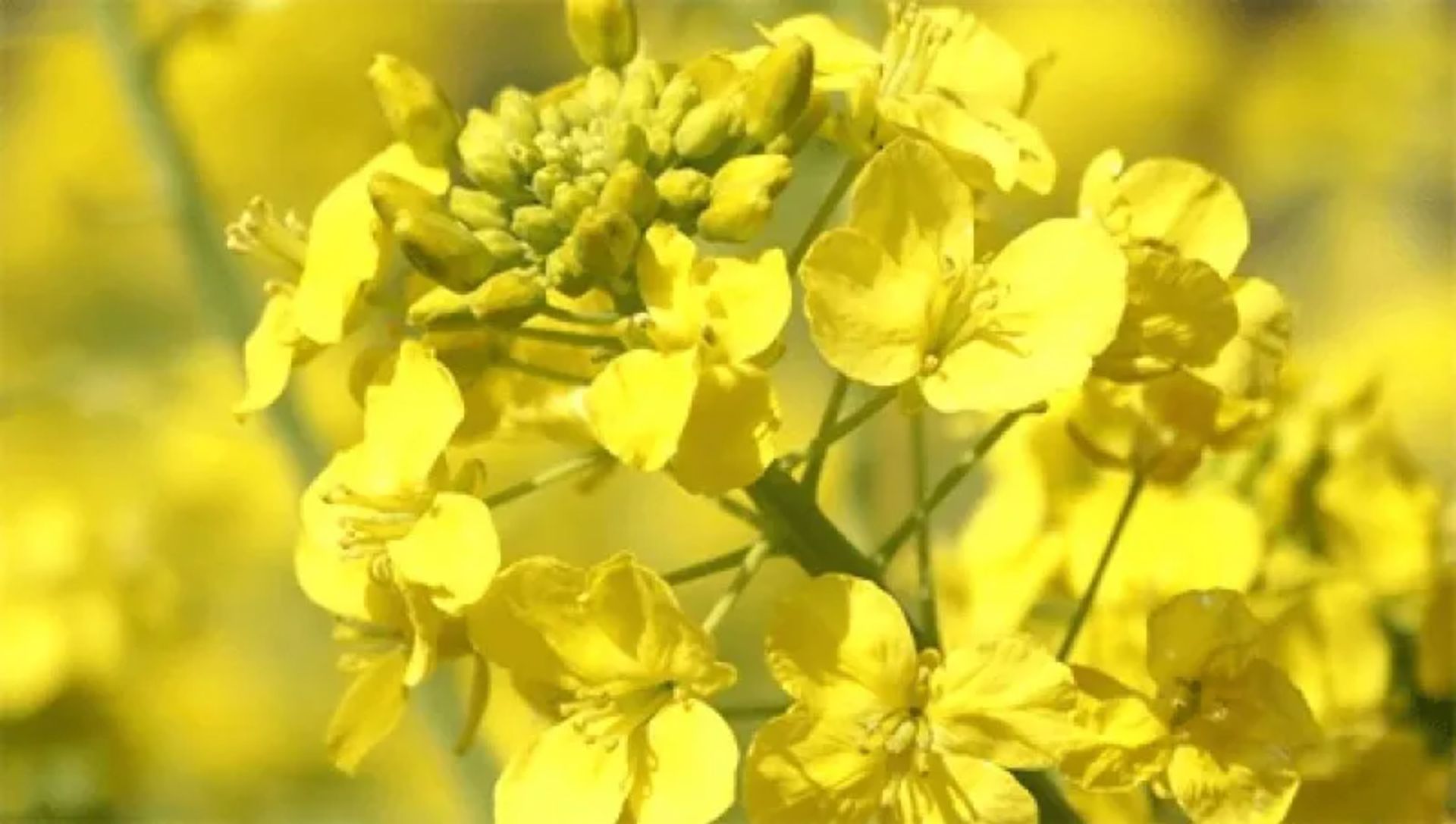 脑力训练者1：携带版PSP游戏截图第12张